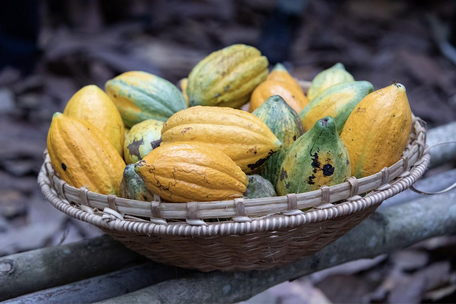Plantation de cacao