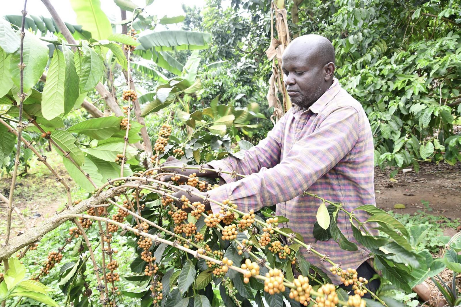Plantation de café